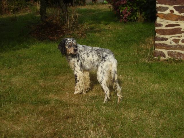 LYLIE - setter  anglais 4 ans -   Asso Bêtes de Scène (en fa) Lilye-38e54ab