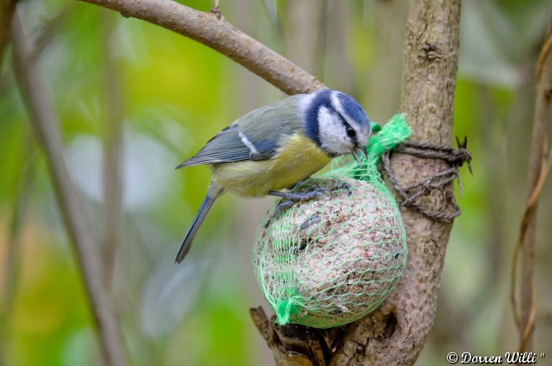 Les oiseaux du Lundi 29 octobre 2012 (20 photos) Dpp_d7000---0008-39207b0