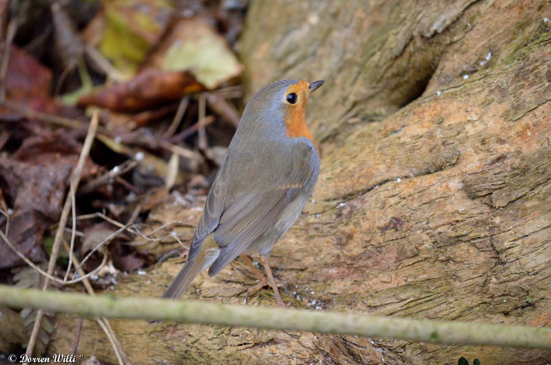 Promenade du rouge - gorge dans mon jardin / le 26 nov 2012 Dpp_rg-oiseaux---0003-39ecae6