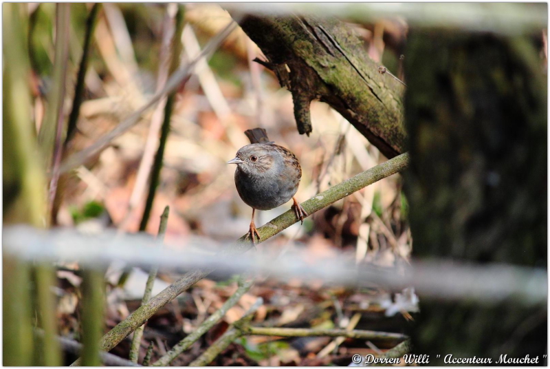 L'@ccenteur mouchet dans mon jardin 2012 Dpp_mouchet---0003-37084c3