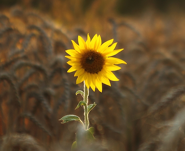 Roi Soleil  ( canon  500d + 100mm ) Img_8498-copier-2--36b49cf