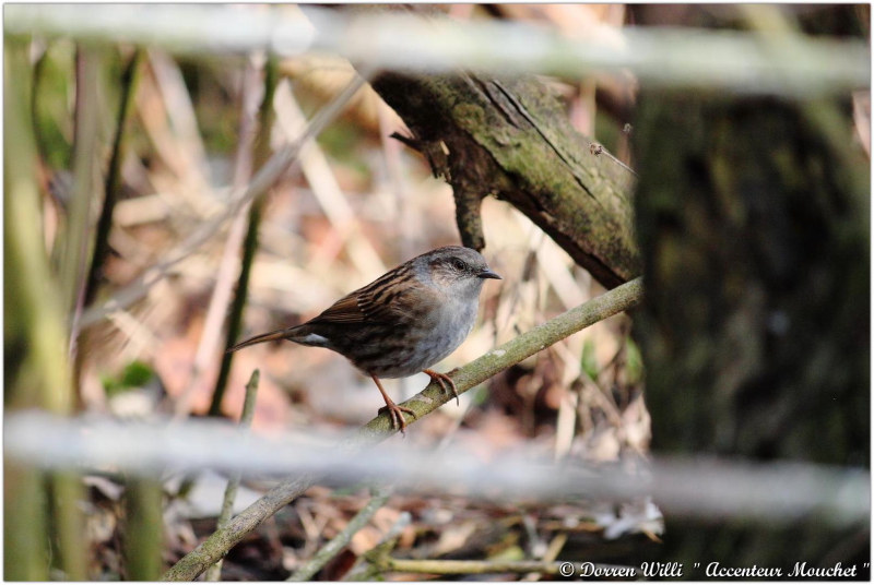 L'@ccenteur mouchet dans mon jardin 2012 Dpp_mouchet---0002-37084b9