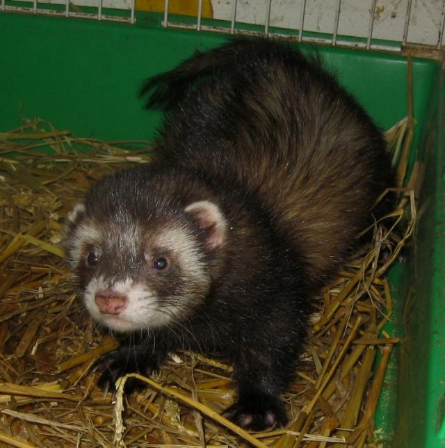 furets a vendre . furet males adultes - la furetiere 007-375075d