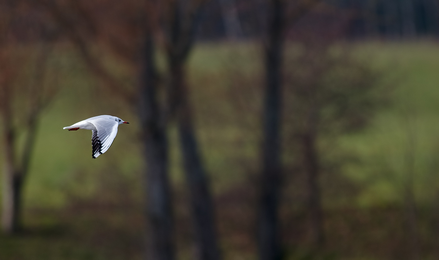 Quelques nanimaux _1140202-39d262f