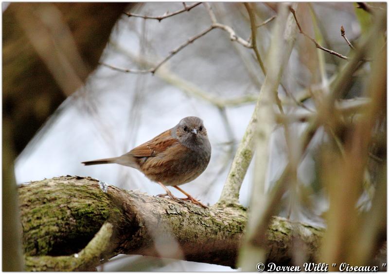 vole,vole l'oiseaux Dpp_m---0007-36c157a