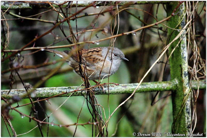 L'@ccenteur mouchet dans mon jardin 2012 Dpp_mouchet---0016-370855a