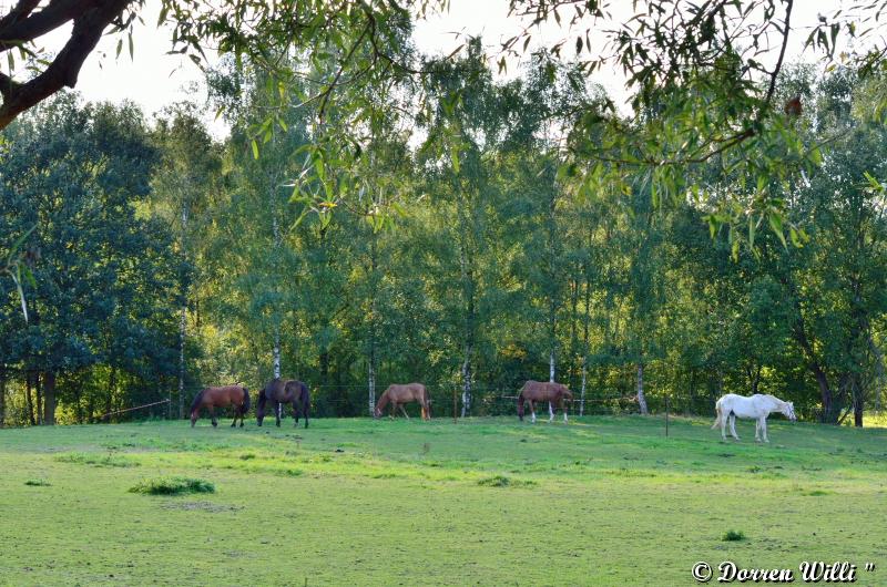 des chevaux Dpp_d7000---0003-382824b