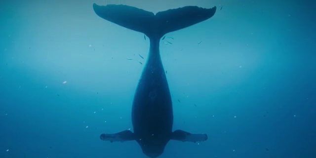 Humpback Whales 2015 480p  22994739088b16316966ffa00d21d32cf77d4436