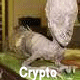 La Cryptozoologie