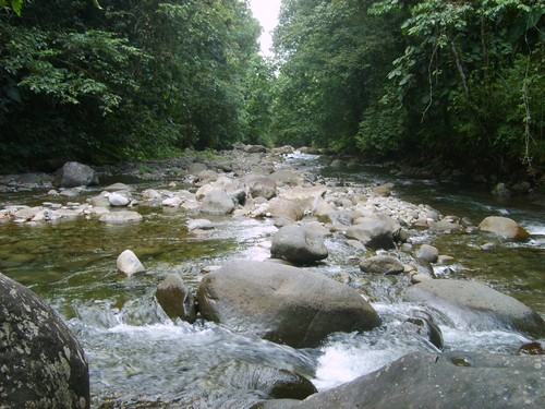 PHOTOS DE LA GUADELOUPE Riviere-ecrevisse-12a24e1