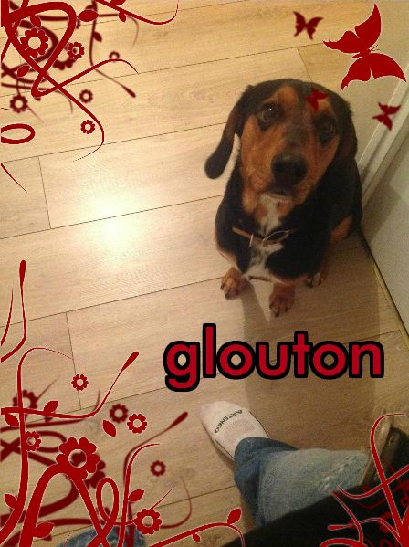 GLOUTON - basset 1 an - Asso Les Toutous 2ème Chance - en fa (27) Glouton1.p-3bd5155