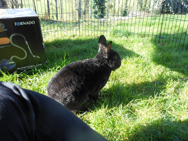 [Adopté] [Rongeurs en Destress] Haku, petit lapin noir qui n'a pas eu de chance Dscn2373-3bf5cc9