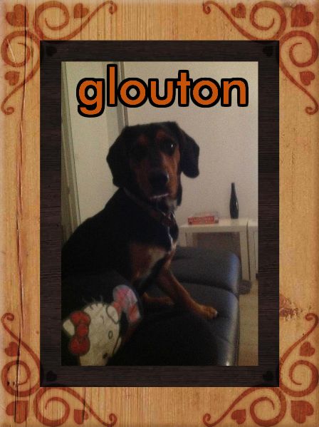 GLOUTON - basset 1 an - Asso Les Toutous 2ème Chance - en fa (27) Glouton.p-3bd515a