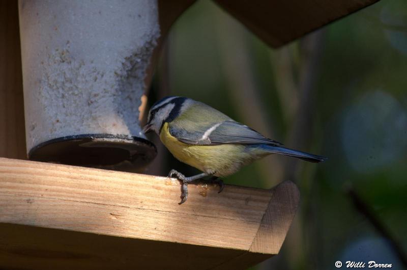 mésange bleue Dpp_-liege--0001-3ce8cf5