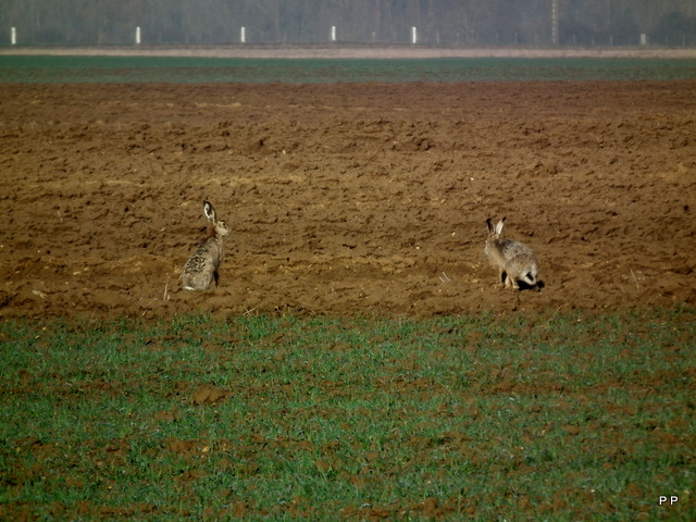 Ma chasse . 15-03-2013-011-3ca6d0c