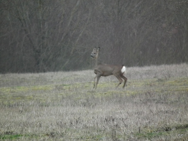 Ma chasse . 14-03-2013-013-3c9fc77