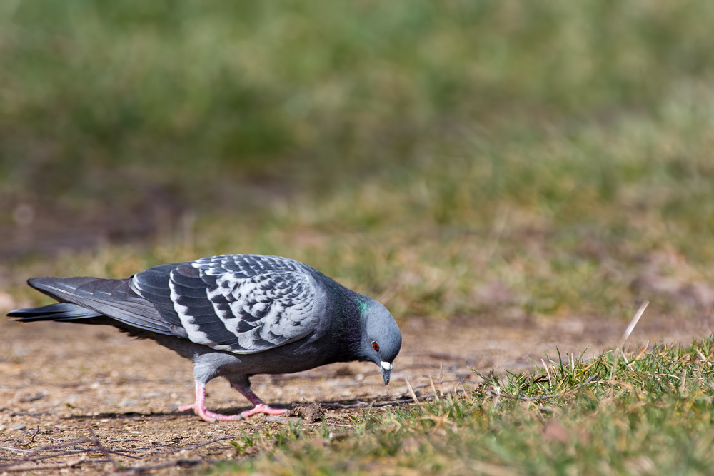 Quelques oiseaux du w-end _1180819-3ca9ff9