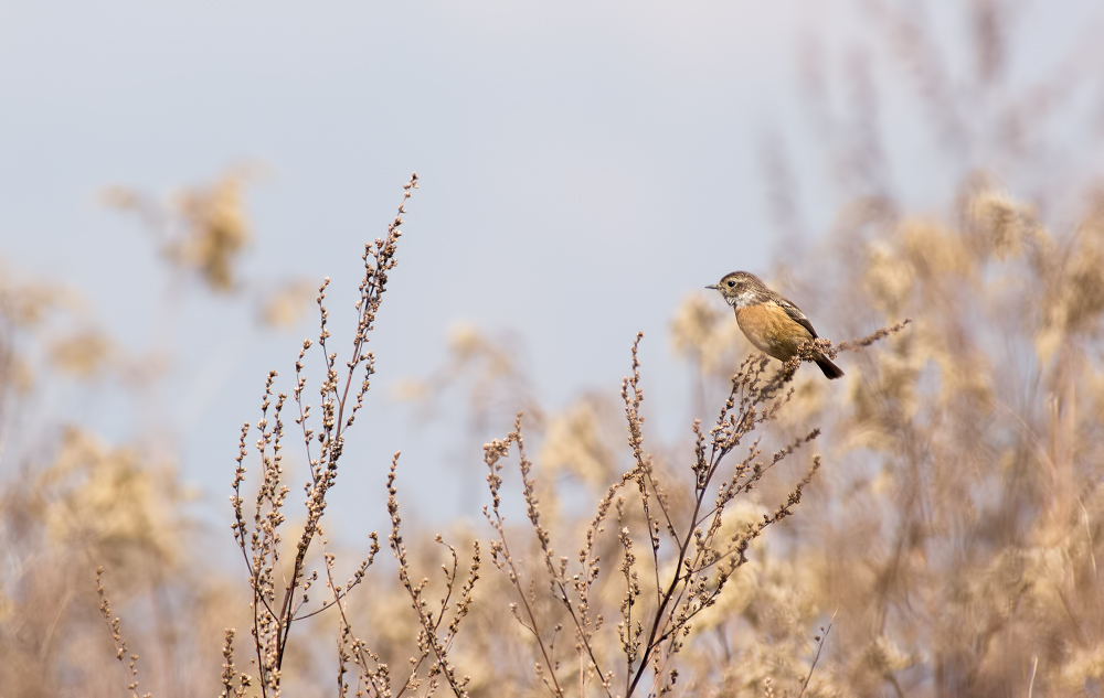 Quelques oiseaux du w-end _1180873-3caa63c