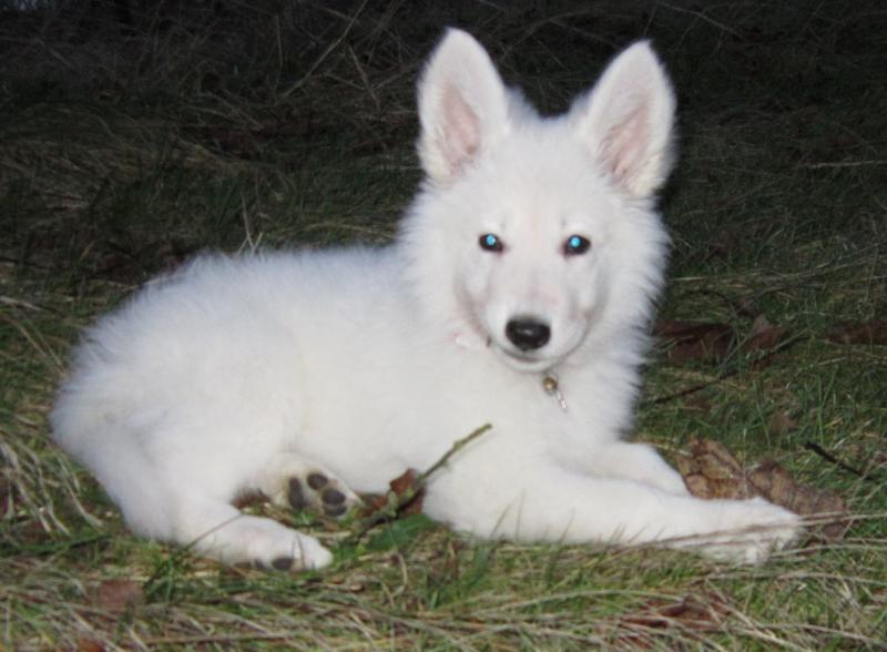 Heïka, mon petit bout blanc <3 Img_4784-3ac8d0f