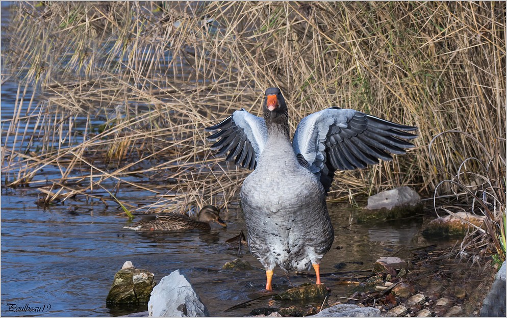 Fais m'oies cygne ... ( GH2 )  Pb_1024-3a590bd