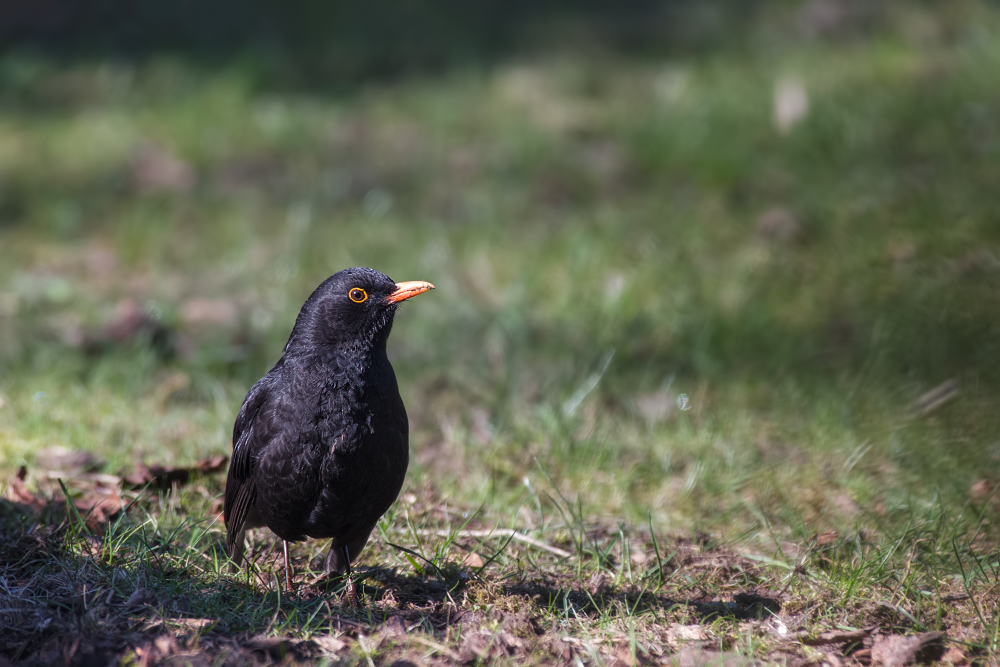 Quelques oiseaux du w-end _1180878-3caf8f1