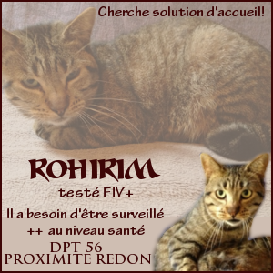 Urgent Rohirim chat FIV+ - dpt 56 près de Redon Rohirim-3d5095d