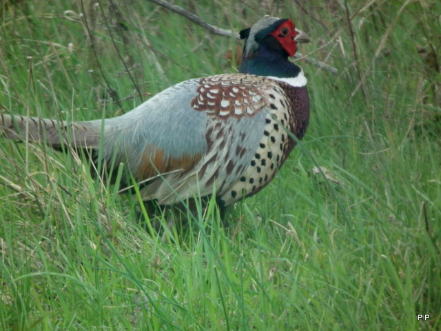 Ma chasse . - Page 3 29-03-2013-010-3d04a2d