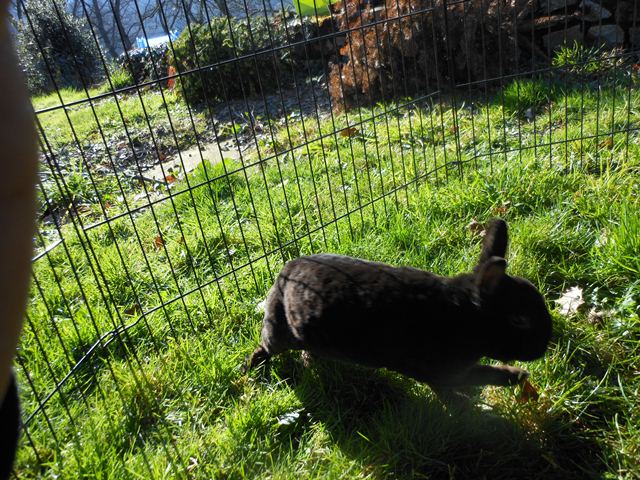 [Adopté] [Rongeurs en Destress] Haku, petit lapin noir qui n'a pas eu de chance Dscn2367-3bf5cf1