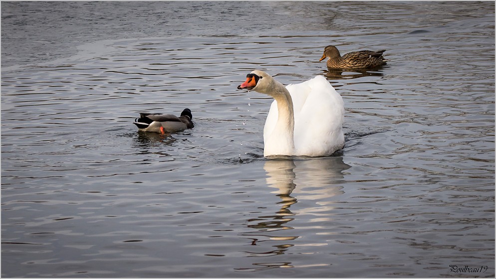 Fais m'oies cygne ... ( GH2 )  Pb_1018-3a59030