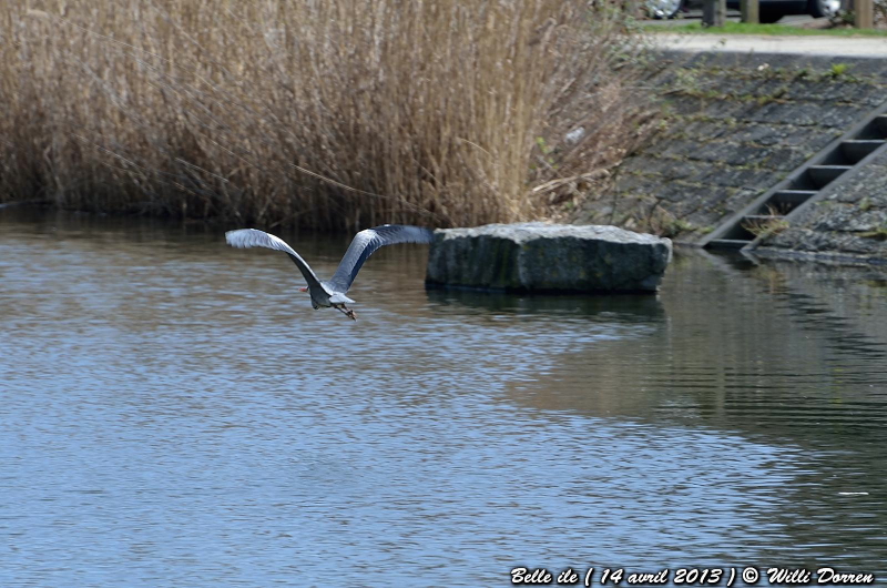 Héron & Cormoran A BELLE ILE ( liege ) 14 avril 2013. Dpp_-heron--0011-3d74a24