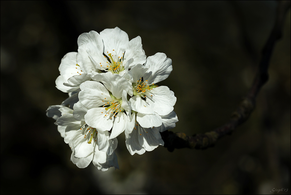 Promesses... Img_24784-2bis1024--3d6f056