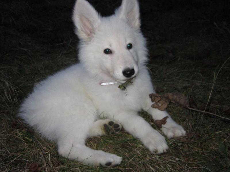 Heïka, mon petit bout blanc <3 Img_4793-3ac8d21