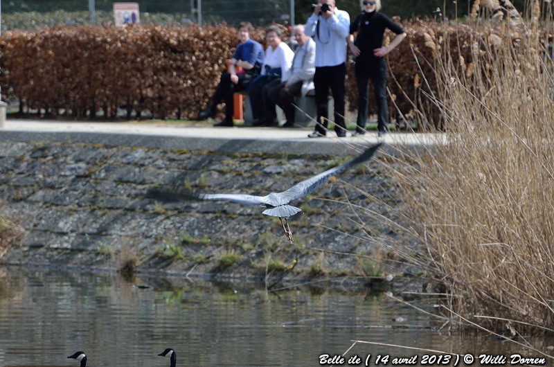 Héron & Cormoran A BELLE ILE ( liege ) 14 avril 2013. Dpp_-heron--0008-3d74a10