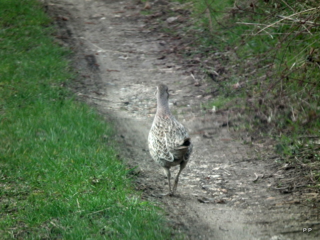 Ma chasse . - Page 3 29-03-2013-016-3d04a4a