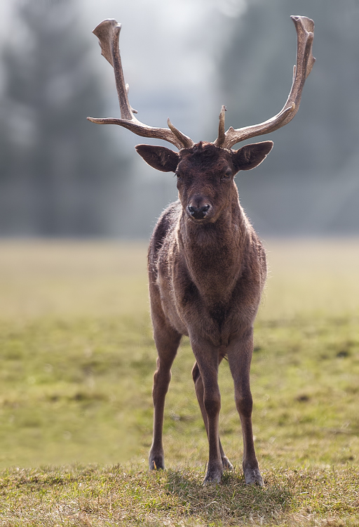 Des proches de Bambi _1180097-3c5d834