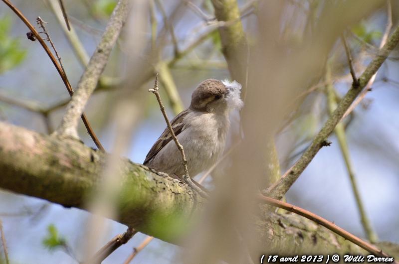 Mésanges bleue au Diner et Femelle moineau préparant son nid ( 18 avril 2013 ) Dpp_-oiseaux--0007-3d87bc0