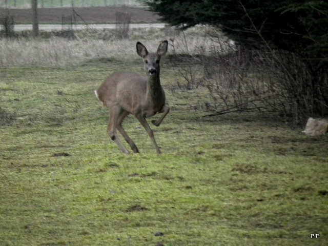 Ma chasse . 14-03-2013-010-3c9fc6b