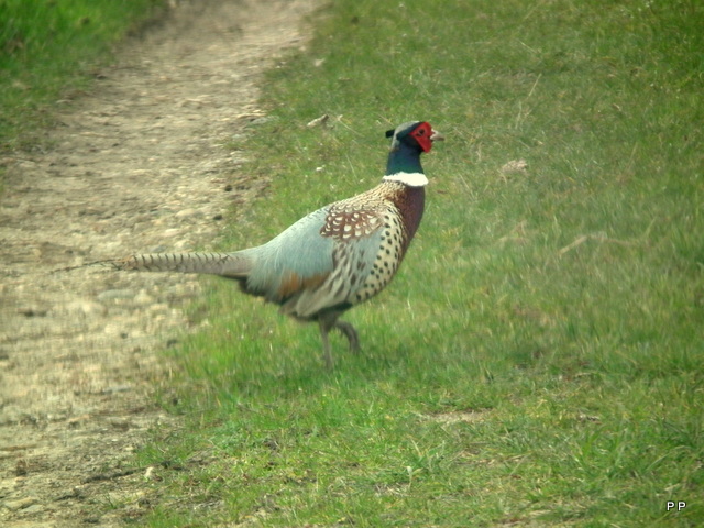 Ma chasse . - Page 3 29-03-2013-012-3d04a44