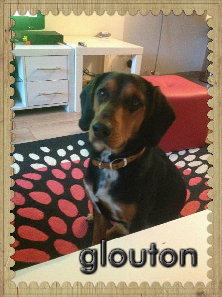 GLOUTON - basset 1 an - Asso Les Toutous 2ème Chance - en fa (27) Glouton2.p-3bd5150