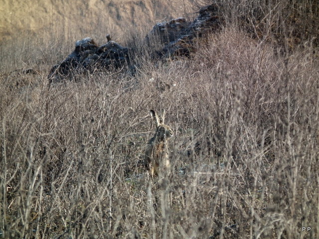 Ma chasse . 15-03-2013-008-3ca6d04