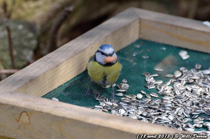 Mésanges bleue au Diner et Femelle moineau préparant son nid ( 18 avril 2013 ) Dpp_-oiseaux--0005-3d87ba1