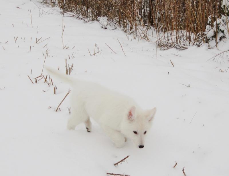 Heïka, mon petit bout blanc <3 Img_4883-3b285ea