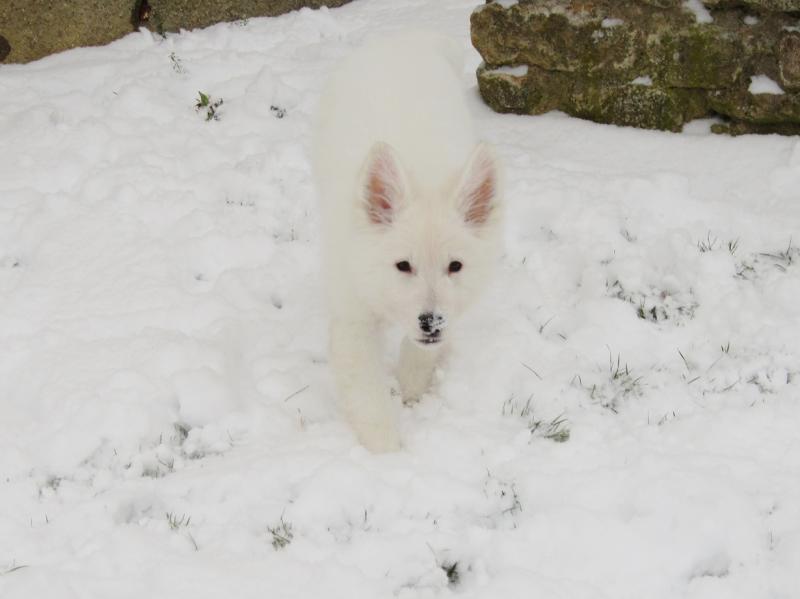 Heïka, mon petit bout blanc <3 Img_4847-3b285a7