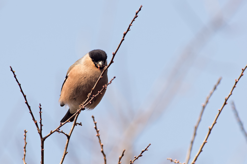 Quelques oiseaux du w-end _1180693-3ca4b79