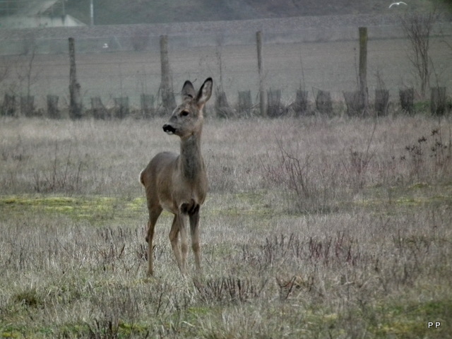 Ma chasse . 14-03-2013-001-3c9fc5b