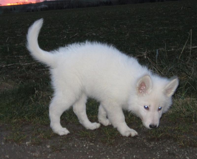 Heïka, mon petit bout blanc <3 Img_4768-3ac8c0e