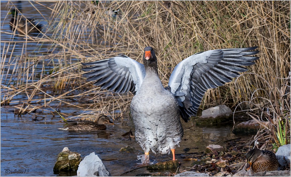 Fais m'oies cygne ... ( GH2 )  Pb_1023-3a590a8