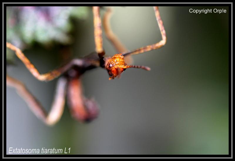 tiaratum - Extatosoma tiaratum (PSG n°009) (CLP n°003) - Page 4 Ext5-3d20b15