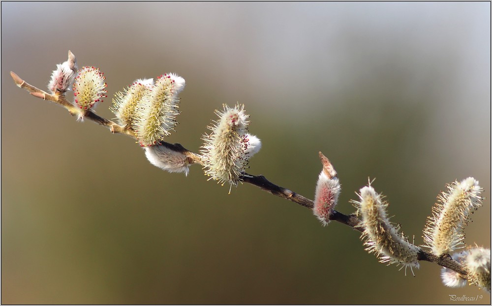 Chatons sur la branche ... ( EM-5)  Pb_1212-3ca8912