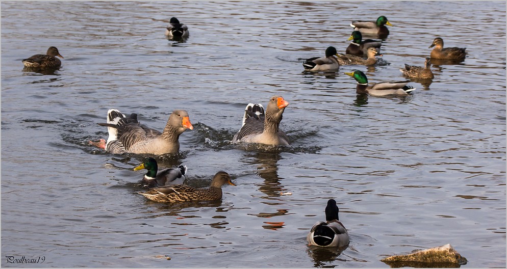 Fais m'oies cygne ... ( GH2 )  Pb_1020-3a59059